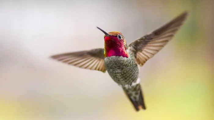 Algorithms 101: Google's Hummingbird Algorithm 